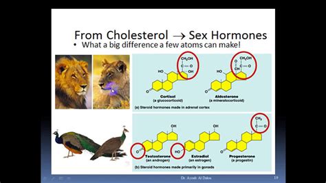 Lipids Part 2 B Youtube