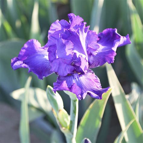 Purple Reblooming Bearded Iris Rhizome for Sale | Iris Dashing – Easy ...