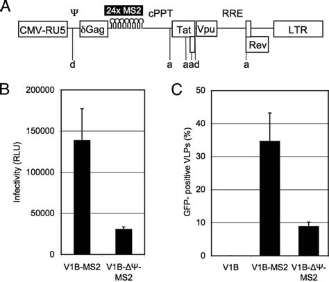 HIV 1 Genomes Carrying MS2 Binding Sites Are Packaged And Infectious