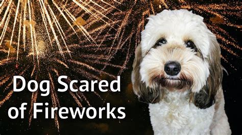 How To Reduce Your Dogs Anxiety Of Fireworks Training Your Dog To Be