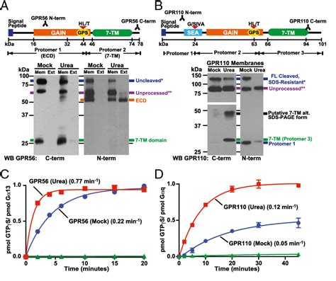 Figure 2 from Adhesion G protein-coupled receptors are activated by ... 