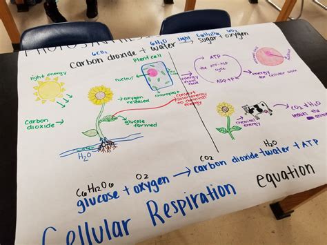 how does photosynthesis and cellular respiration work together 4