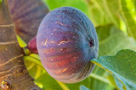 Les variétés de figues La figue de Solliès pont