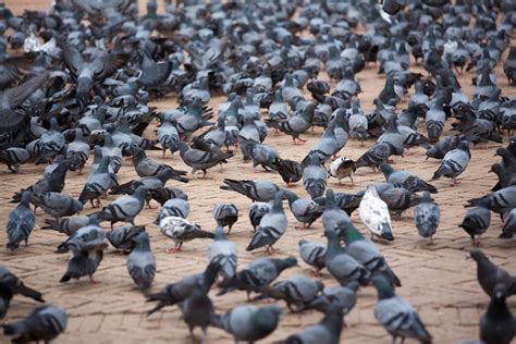 Pigeons Humane Action Pennsylvania