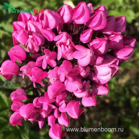 Флокс – Phlox. Описание. Виды. Условия выращивания.