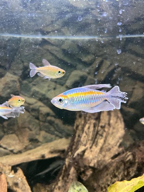 The Fantastic Congo Tetras Raquariums