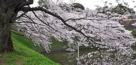 千鳥ヶ淵の桜 開花状況 東京の観光スポット 春のオススメ観光スポット 平成22年4月1日遊佐敏哉 開運フレンドブック