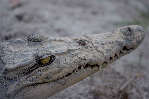 Buaya Muara Muncul Dekat Pemukiman Warga Habitat Terganggu