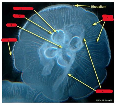 Lab Activates Week 1 Lab Scyphozoan Aurelia Moon Jellies