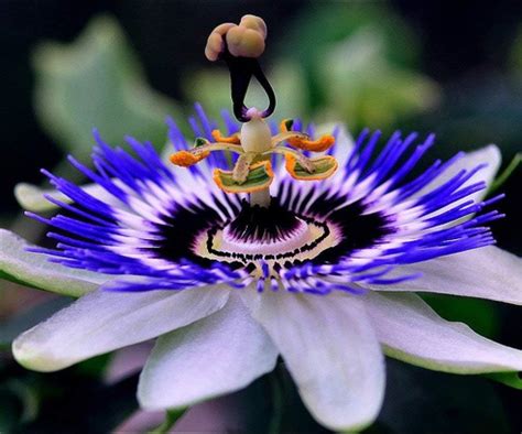 Amazon Seeds Passionflower Purple Beautiful Exotic Flower