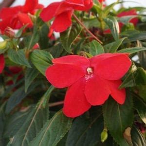 New Guinea Impatiens Hanging Basket - Calloway's Nursery