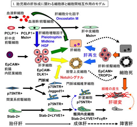 肝臓の研究｜国立国際医療研究センター研究所