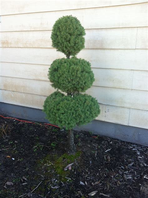 My topiary Alberta spruce. (I made this!) | Alberta spruce, Topiary, Garden