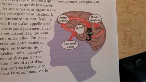 Explose Ton Score Au Coll Ge Les Astuces Du Cerveau Pour Apprendre Et