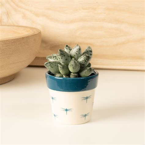 Coffee Bean Plant & Adromischus Marianiae 'Coffee Bean' & Houseplant UK