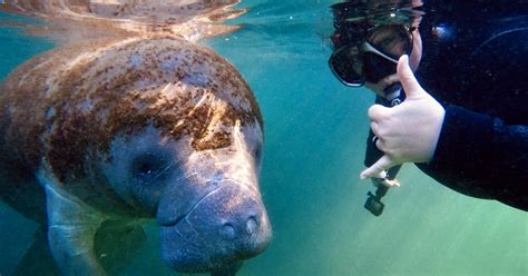 Real Florida manatee half-day guided adventure tour with lunch | musement