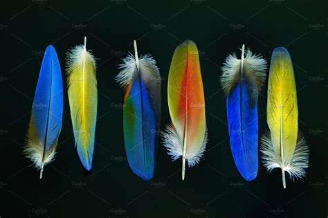 The magic of the feathers stock photo containing feathers and birds ... 