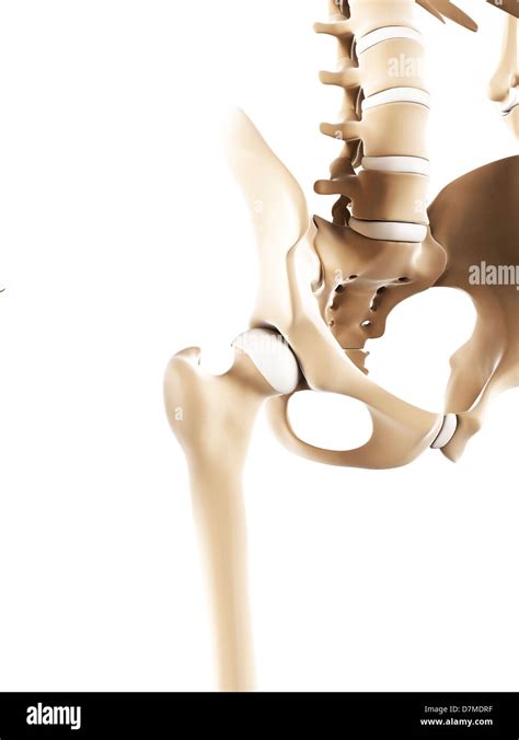 Pelvis bones, artwork Stock Photo - Alamy