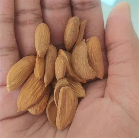 Irani Mamra Almond 2A At Rs 1650 Kg Mamra Almonds In Bengaluru ID