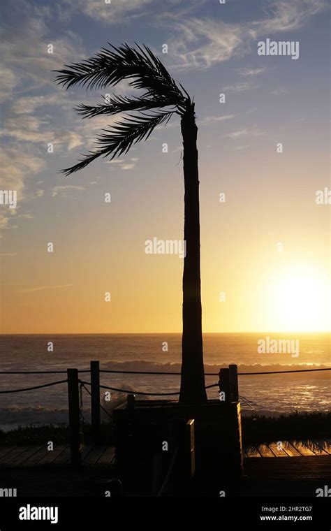 Sunset with silhouette of palm tree in ocean beach Stock Photo - Alamy