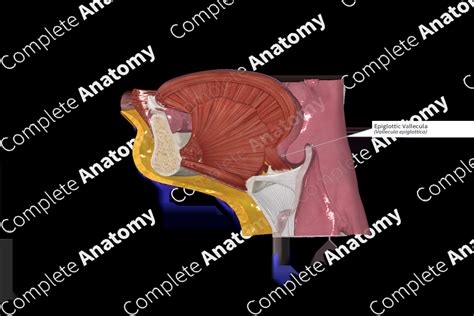 Epiglottic Vallecula | Complete Anatomy