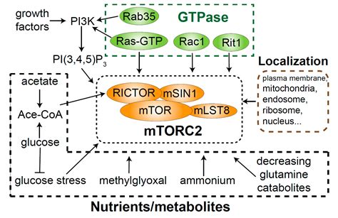 Genes Free Full Text Regulation Of MTORC2 Signaling