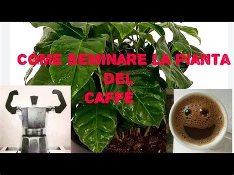 Come Seminare La Pianta Del Caff Caff Seminare Youtube