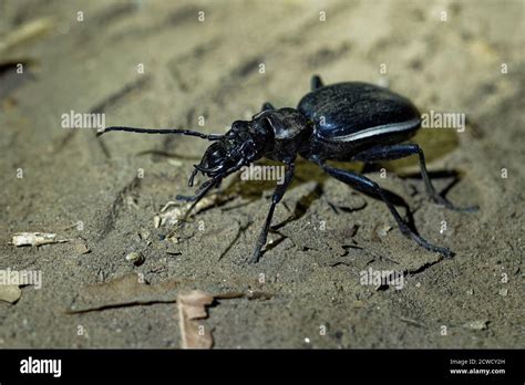 Ground Tiger Beetle Anthia Termophilum Aemiliana Is Species Of Black