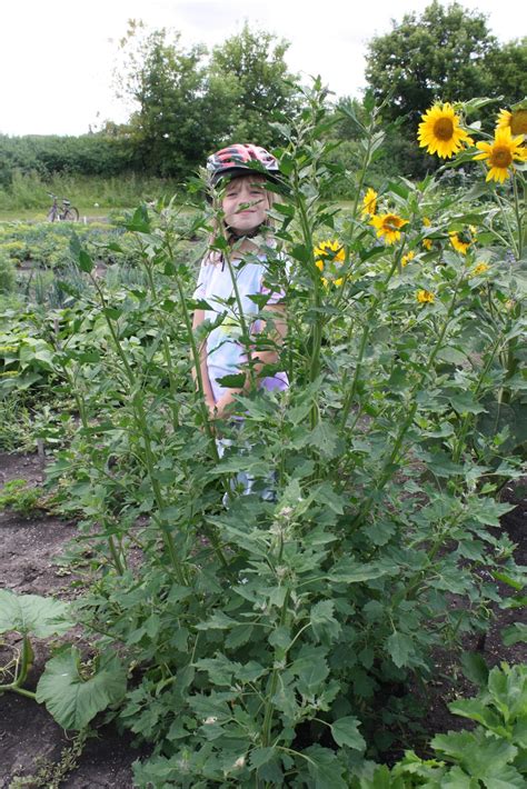 Growing Quinoa in the Garden - GettyStewart.com