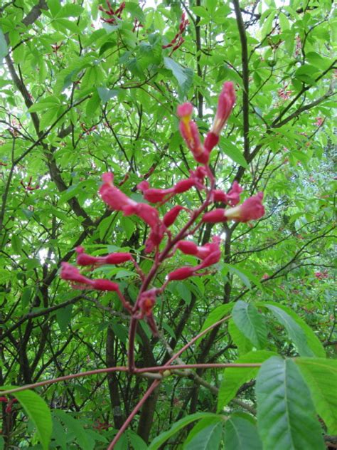 Aesculus Highdown Gardens Near Worthing West Sussex Leonora