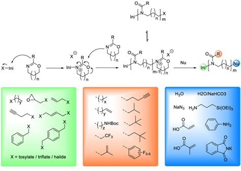 12| Mechanism of the living cationic ring opening polymerization ...