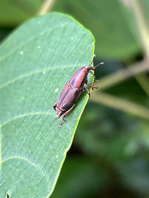 Sphenocorynes Ocellatus In November By Nakatada Wachi Inaturalist