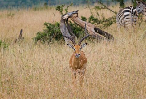 Impala Deer In Masai Mara, Kenya Stock Image - Image of travel, africa ...