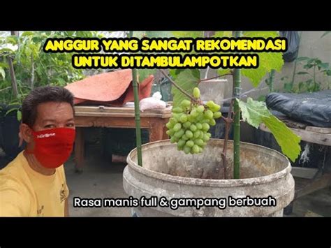 Anggur Yang Paling Rekomend Buat Tambulampot Youtube