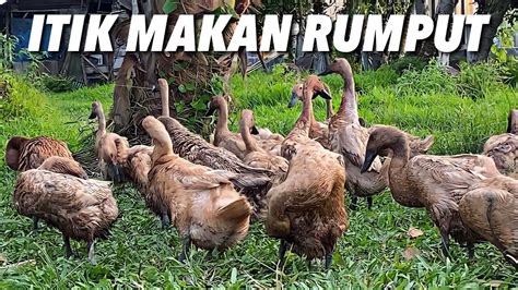 Itik Makan Rumput Itik Diam Diam Menyembunyikan Diri Egg Ducks Youtube