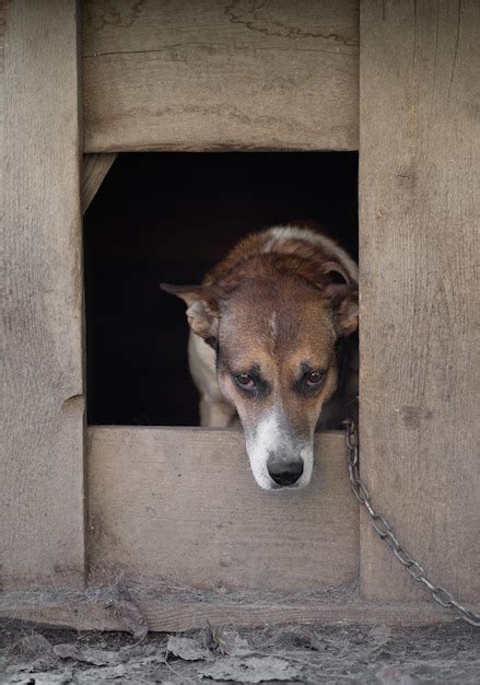 Un perro guardián solitario y triste en una cadena cerca de una casa de