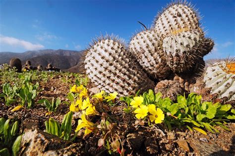 atacama desert bloom | The Atacama Desert in bloom | ESO | Desert flowers, Beautiful flowers ...