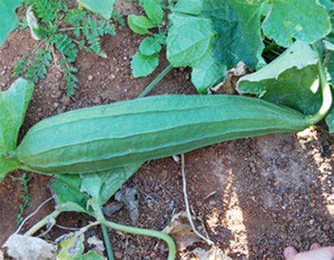 Luffa Seeds