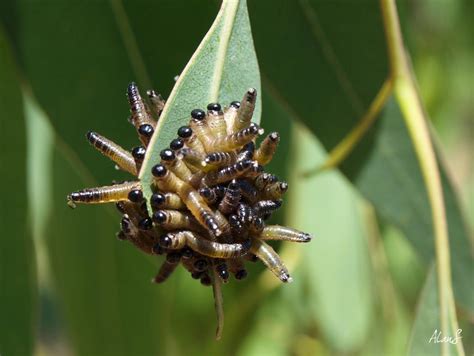 Eucalypt Habitat: Sawfly Larvae