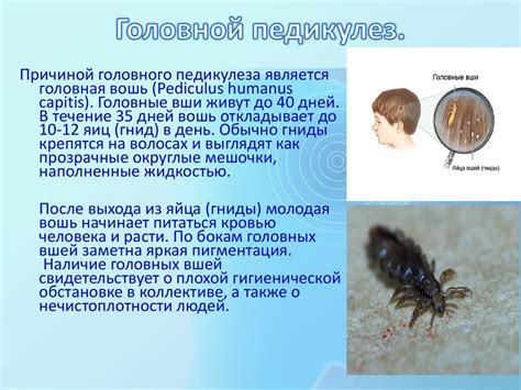 Педикулёз - презентация онлайн