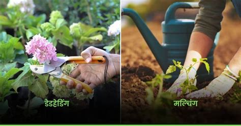 Kitchen Gardening का शौक है तो इन 11 आसान तरीकों से पौधों की करें