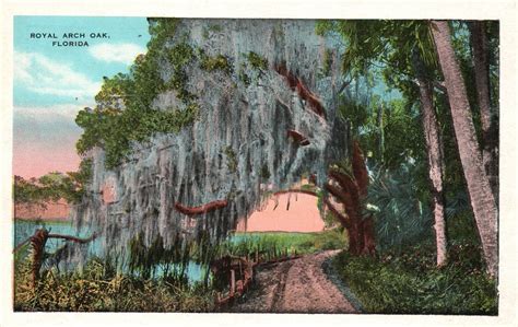 Vintage Postcard S View Of Royal Arch Oak Florida Fl United