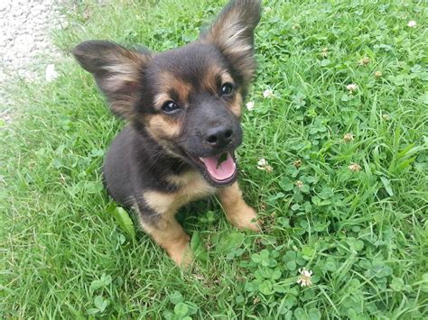 Chihuahua German Shepherd Mix Puppies Dog Breed Information