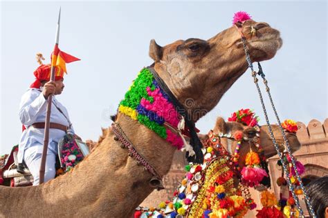 Camel Festival In Bikaner Rajasthan India Editorial Stock Photo