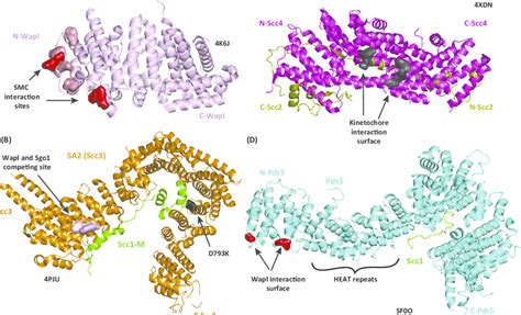 Structure Of The Three Components Of The Cohesin Releasing Complex A