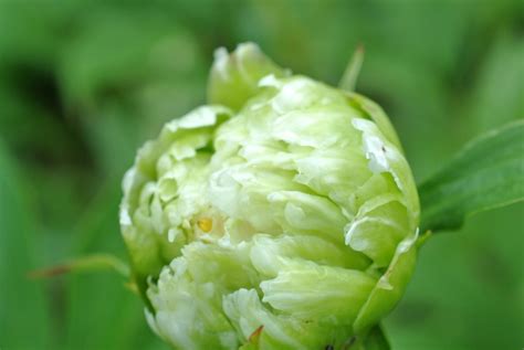 'Green Halo' - Svenska Pionsällskapet