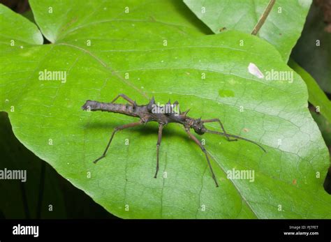 Walking stick insect camouflage hi-res stock photography and images - Alamy