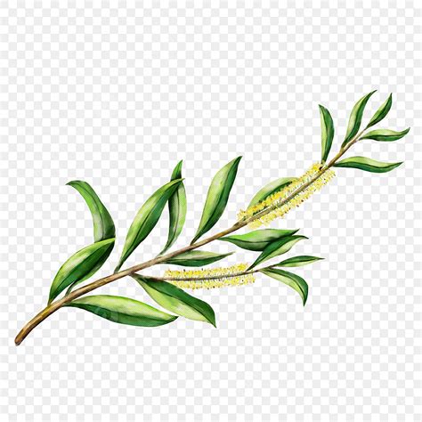 Branch Of Leaves Clipart Hd Png Botanical Watercolor Tea Branch Leaves