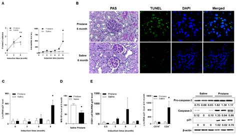 Ijms Free Full Text Up Regulated Expression Of Pro Apoptotic Long Noncoding Rna Lincrna P21