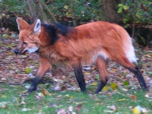 pensarnoplaneta: animais selvagens do Brasil